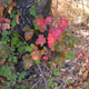 Illustration for article titled Poison Oak-It persists